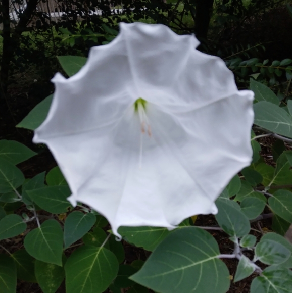 Meet your Posher, Danielle g. - Picture 2 of 2